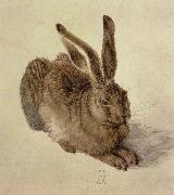 Albrecht Durer hare oil on canvas